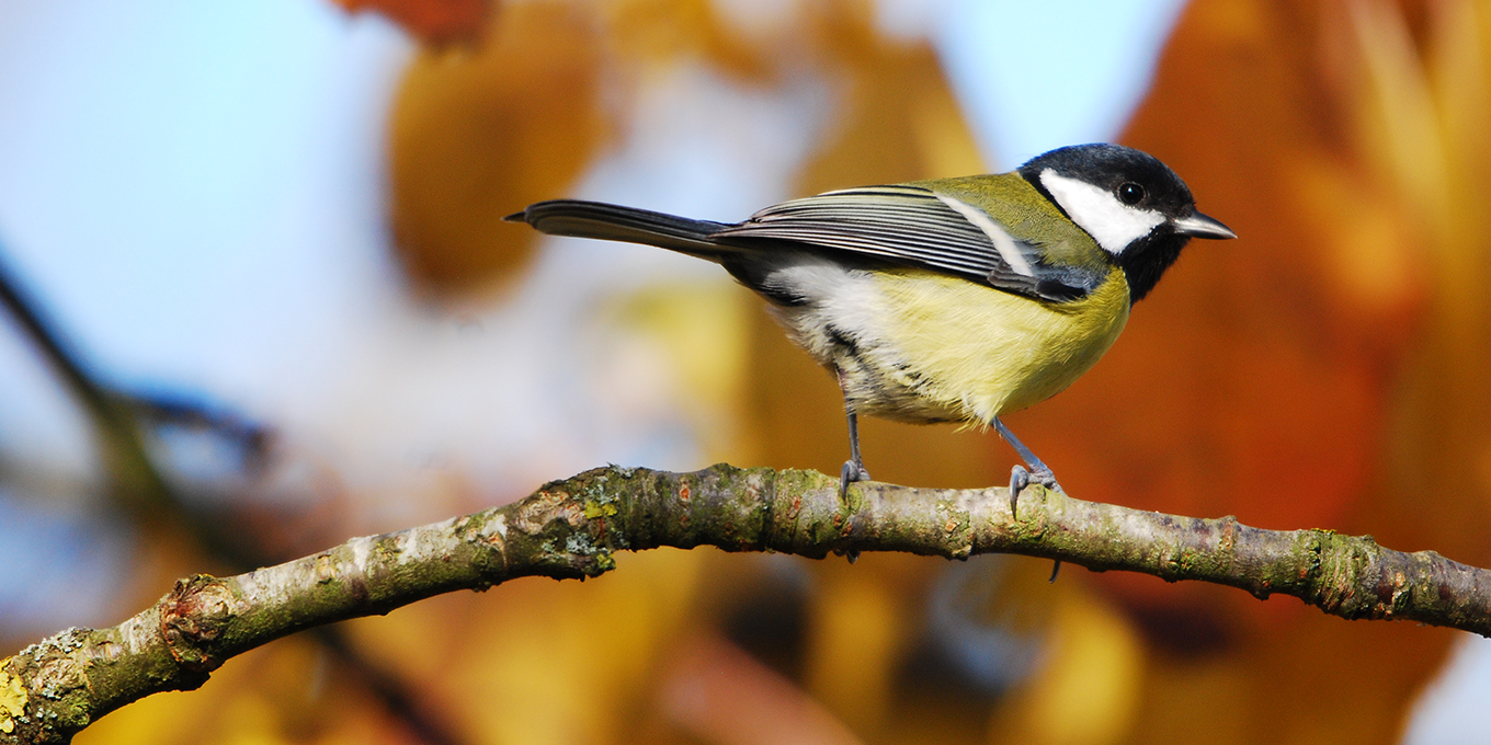 Mésange charbonnière © Didier Barraud